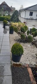 Predam buxus-kruspan - 3