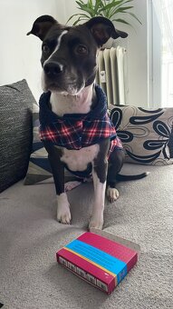 Americký Stafford - 3