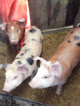 Predam prasiatka - 3