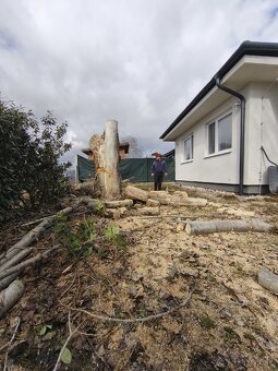 Darujem topoľové drevo - 3