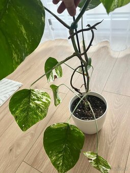 Monstera Albo Variegata - 3