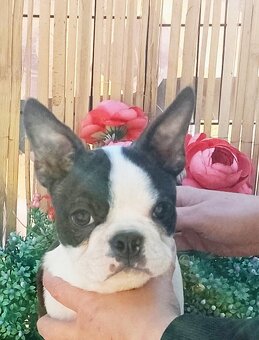 Bostonsky Terier,Boston Terrier,Boston - 3