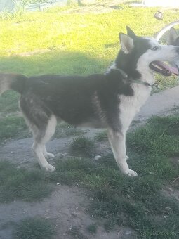 Šteniatka sibírsky husky - 3