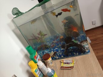 Predám akvárium a Ryby - 3