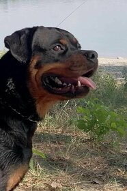 Rottweiler krytie - 3