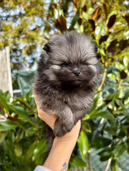 Pomeranian mini šable - 3