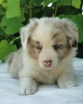 Border Collie, kolia - 3