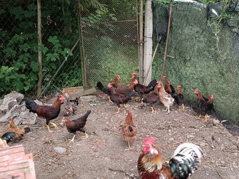 4 mäsa ne kohúty Vlaska Jarabicia - 3