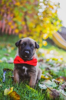 Šteniatka belgický ovčiak malinois s PP - 3