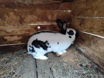 Český Strakáč - 3