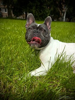 Predám fran.Buldočka - 3