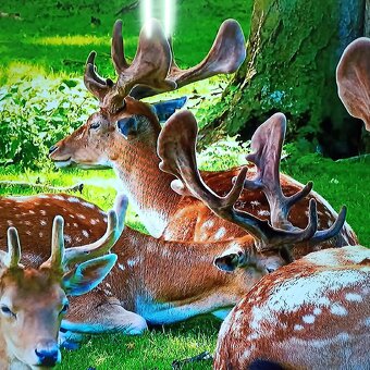 Thomson 4k Android smart tv 55(139) - 3