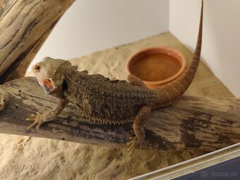 Agama bradatá - 3