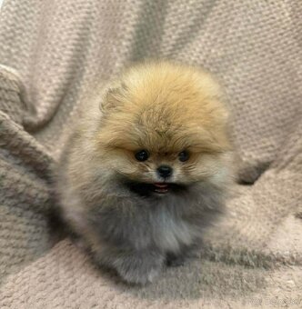 Pomeranian Mini - 3