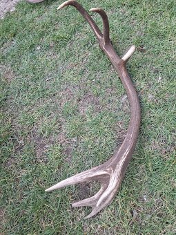 Jelenie ,zhody, parohy - 3