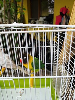 Predám agapornis, papagáj spevavý - 3