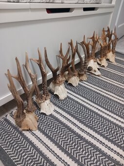Srnčie trofeje na čielkach - 3