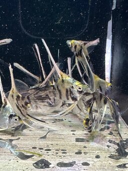 🐠 Skalár biely – Marble Longfin (mladé) - 3