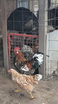 KOHÚT Švédska kvetinka - 3
