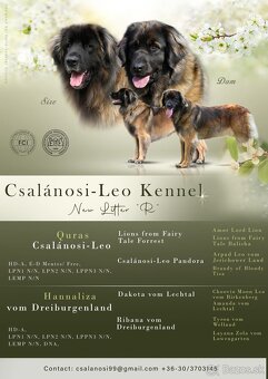 Leonberger s rodokmeňom - 3