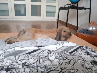 Predám králičku aj s vybavením - 3