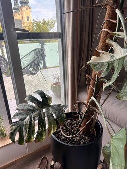 Monstera albo - 3