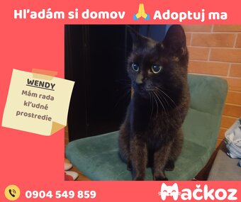 WENDY - Darujem mačičku / Darujem mačku - 3