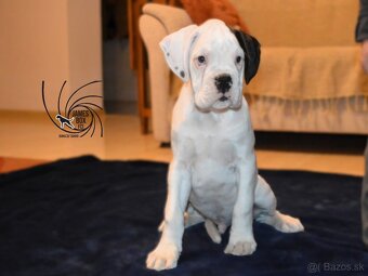 Nemecký boxer- šteniatko s PP - 3