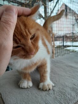 Darujem malého kocúrika - 3