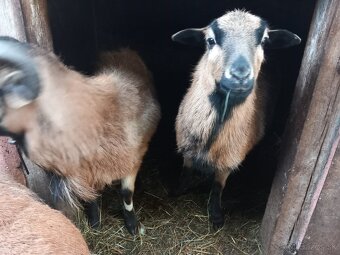 Kamerunske ovečky - 3