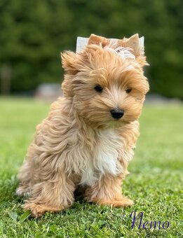 Golddust Yorkshire Terrier - 3