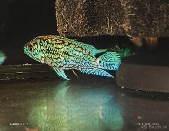 Wolf fish (Hoplias malabaricus)+mix - 3