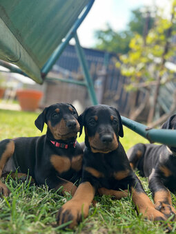 Doberman - šteniatka - 3