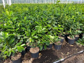 Vavrinovec 20-40cm /2,5€ , Tuja Smaragd 40-60cm /2€ - 3
