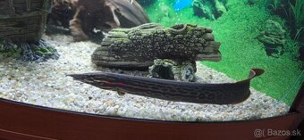 Myleus schomburgkii “Blackberry“ - 3