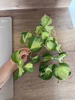 Pothos / Divý Jano - 3