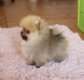 Pomeranian - 3