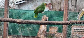 Amazonan Venezuelský - 3