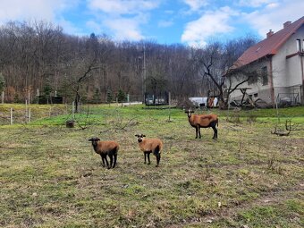 Predám kamerunské ovce - 3