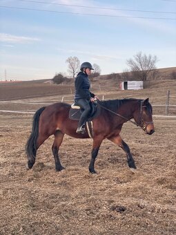 Mladý valach kríženec norika - 3