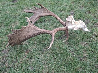 Daniel,trofej,parohy,zhody,trofeje - 3