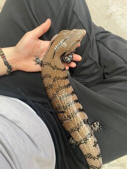 Tiliqua Gigas 0.1 - 3
