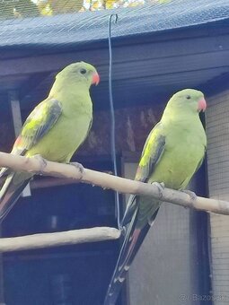 Papagáj horský - 3