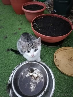 Darujem mačiatka - 3