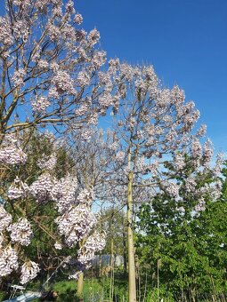 Rýchlorastúci strom-Paulownia clon in vitro 112 - 3