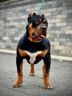 AMERICAN BULLY XL s PP - 3