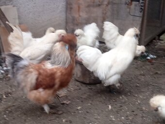 kohut Hodvábničky - 3