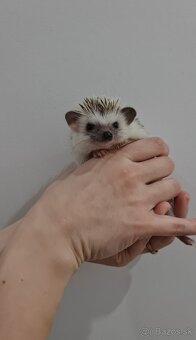 Ježko africký bielobruchý - 3