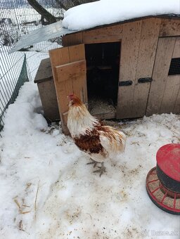 Araucana kohutiky - 3