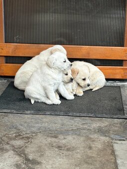 Labrador šteniatka na predaj - 3